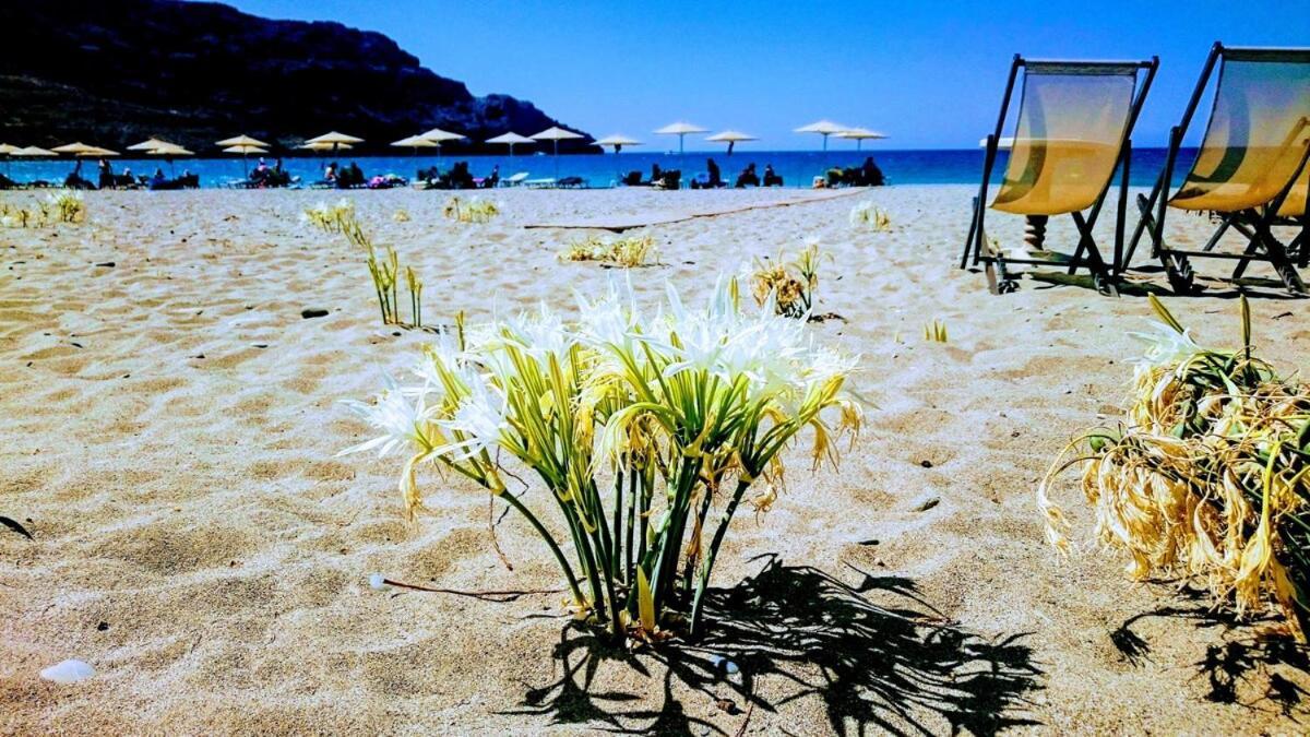Annamaria Sea Side View Studio- 25M From The Beac Plakias Buitenkant foto